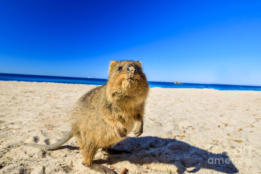 Quokka on the beach #2 Photograph by Benny Marty