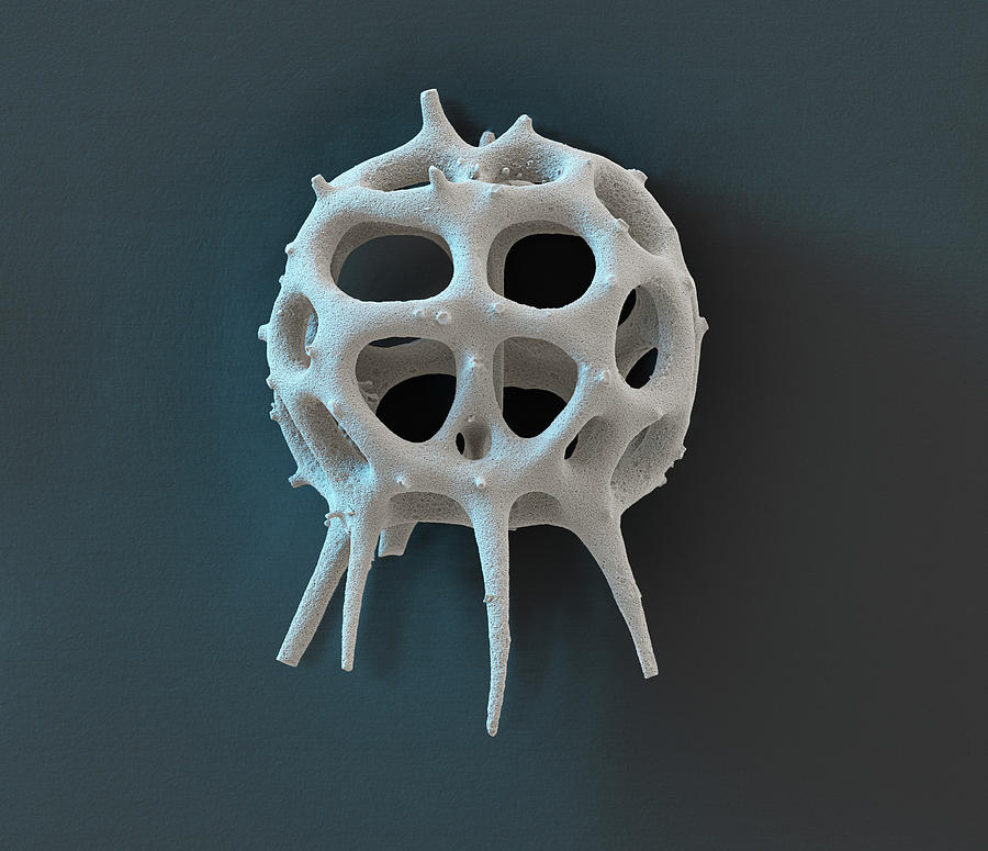 Radiolarian, Sem #2 Photograph by Oliver Meckes EYE OF SCIENCE
