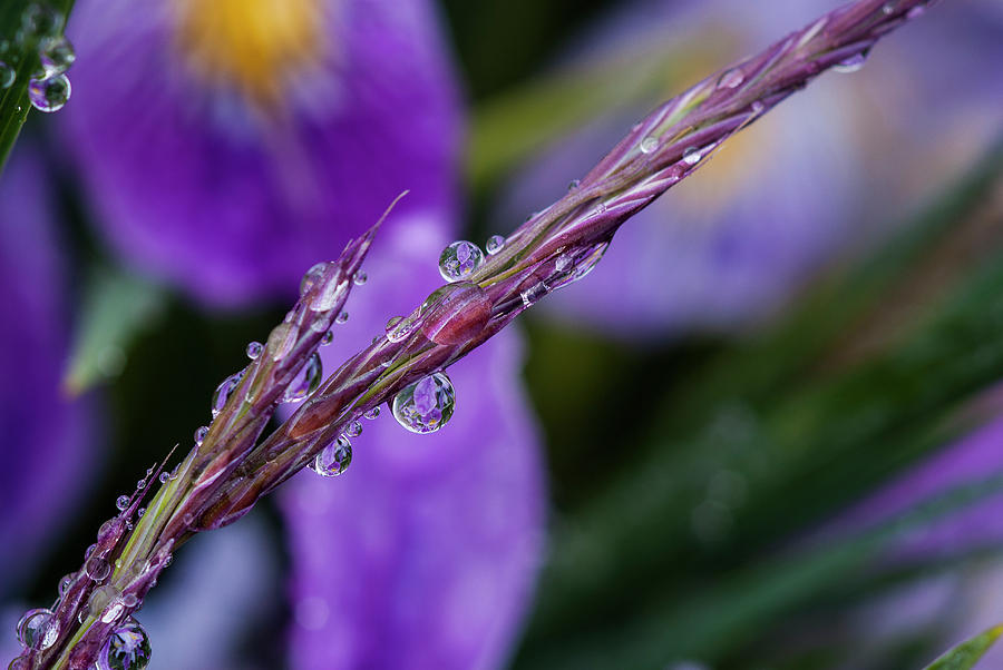 Rain Drops on the Grass Photograph by Robert Potts