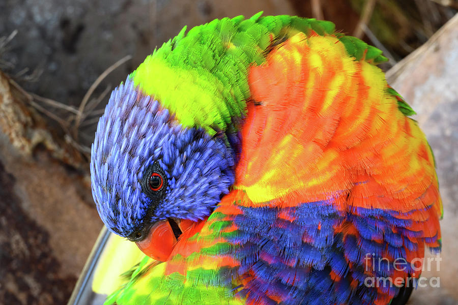 Parrot Photograph - Rainbow Lorikeet #2 by Dr P. Marazzi/science Photo Library