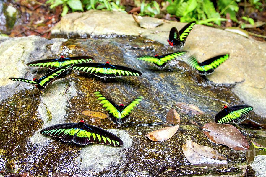 Borneo Photograph - Raja Brookes Birdwing Butterflies 2 by Paul Williams/science Photo Library Borneo Photograph - Raja Brookes Birdwing Butterflies 2 by Paul Williams/science Photo Library