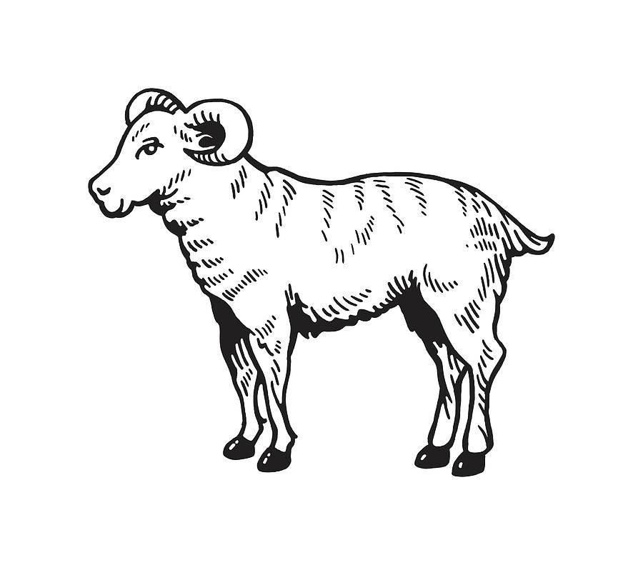 Ram Drawing by CSA Images - Fine Art America