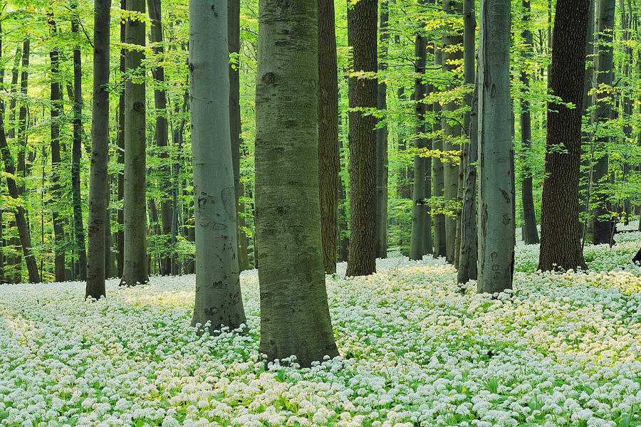 Ramsons In Beech Forest #2 Photograph by Martin Ruegner