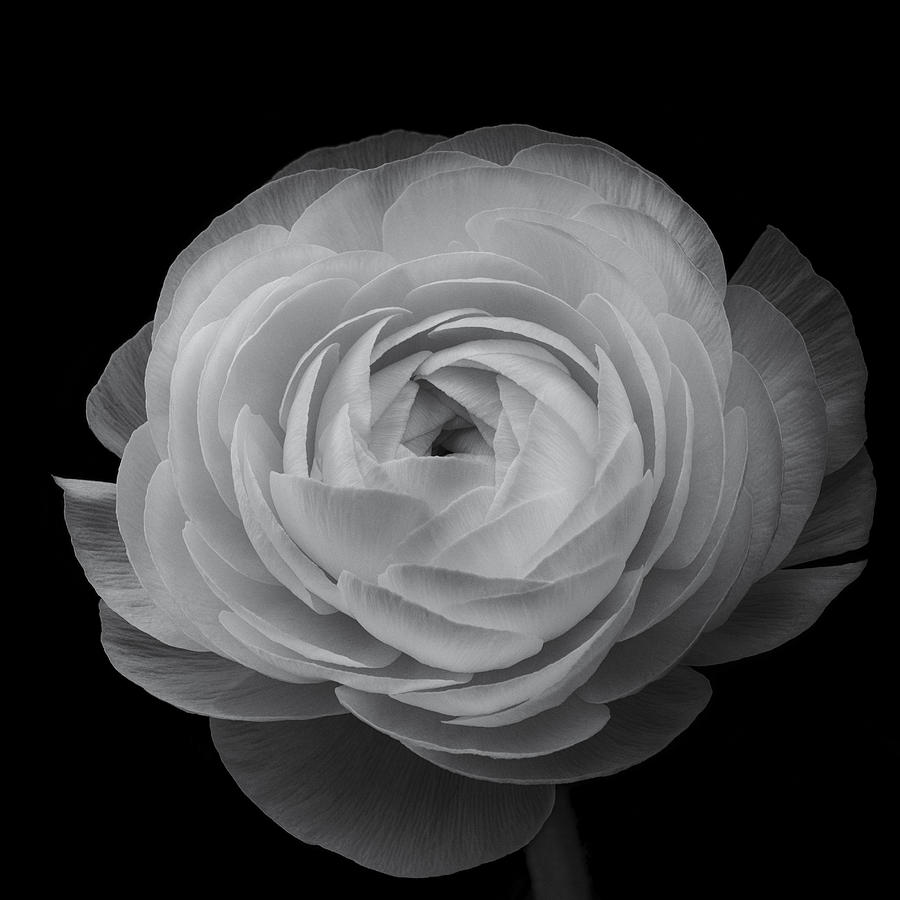 Flower Photograph - Ranunculus #2 by Lotte Gr�nkj�r