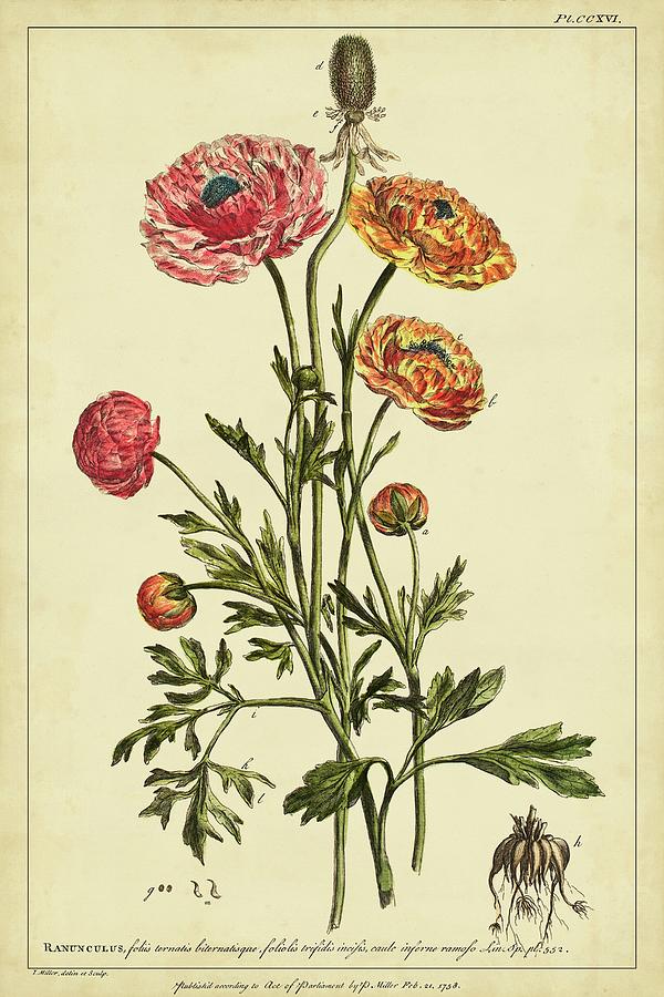 Flower Painting - Ranunculus  Pl. Ccxvi #2 by Phillip Miller