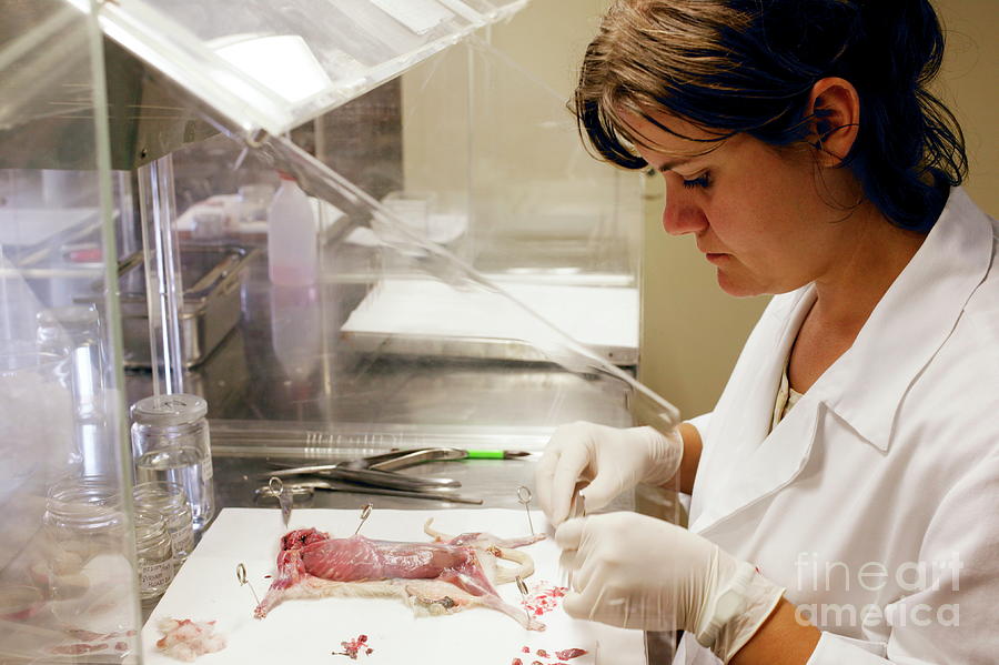 Rat Dissection Photograph by Mauro Fermariello/science Photo Library