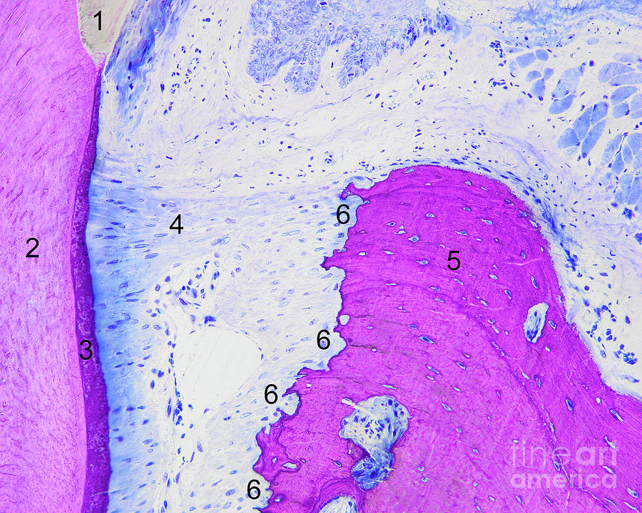 Rat Periodontal Ligament #2 Photograph by Peter Schupbach/science Photo Library