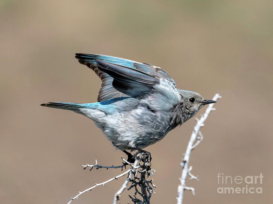 Ready to Fly by Mike Dawson Ready to Fly by Mike Dawson