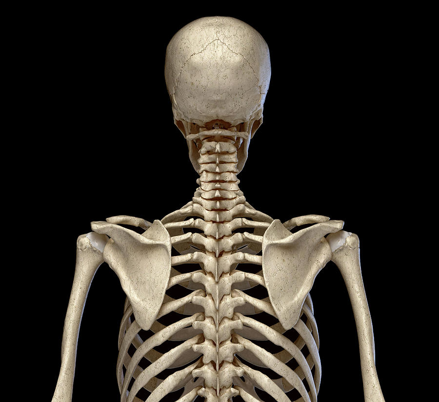 human skeleton ribs back view
