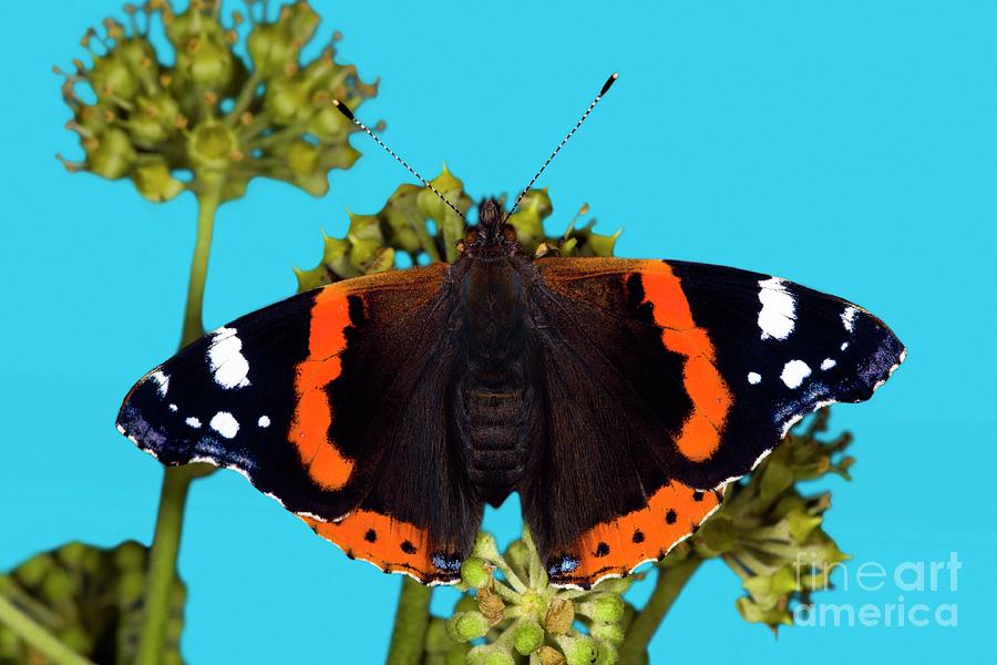 Red Admiral Butterfly #2 Photograph by Dr Keith Wheeler/science Photo Library