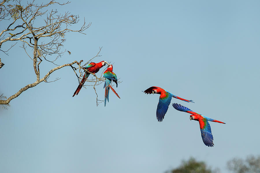 Macaw Photograph - Red-and-green Macaws Or Green-winged #2 by Nick Garbutt