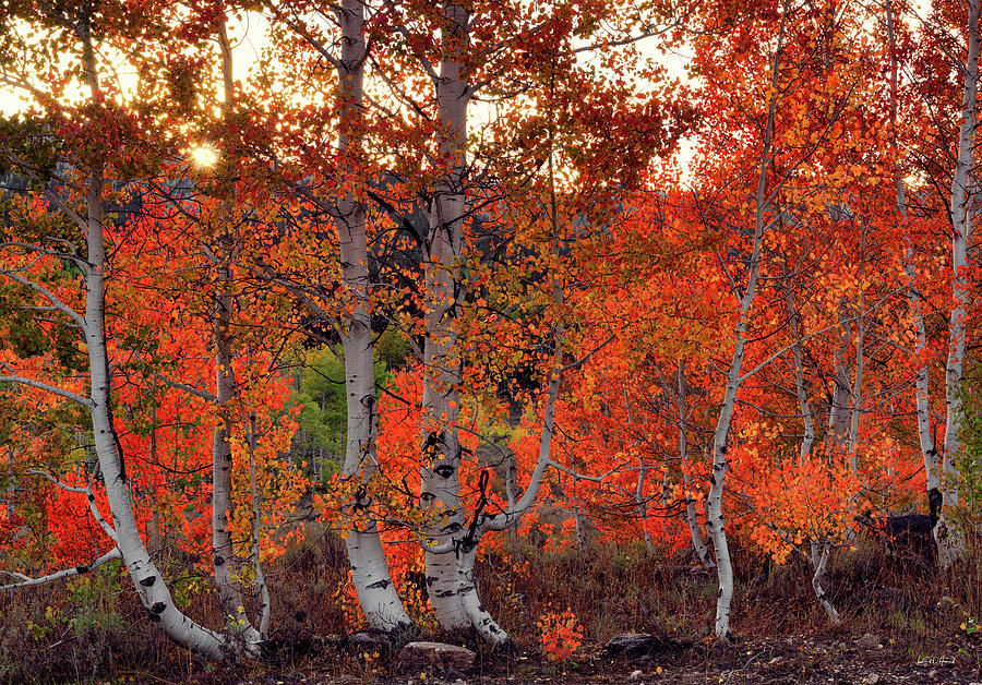 Red Aspens Photograph by Leland D Howard