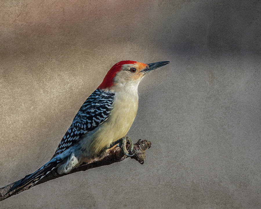 Red Bellied Woodpecker Photograph by Cathy Kovarik