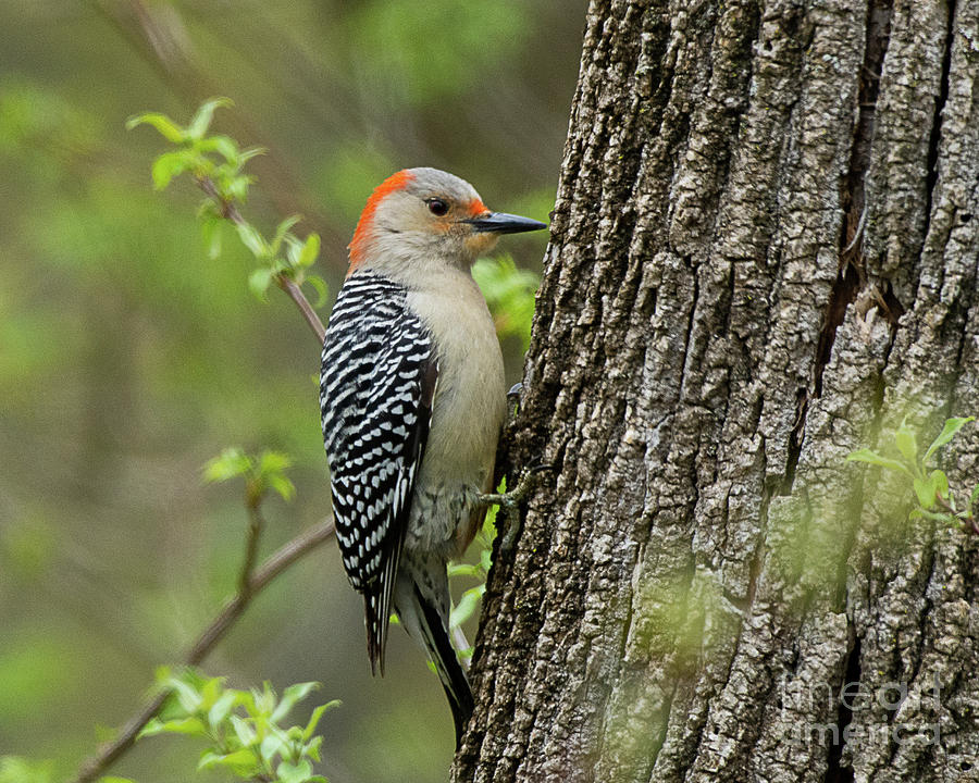 Red-bellied Woodpecker #2 Photograph by Dennis Hammer