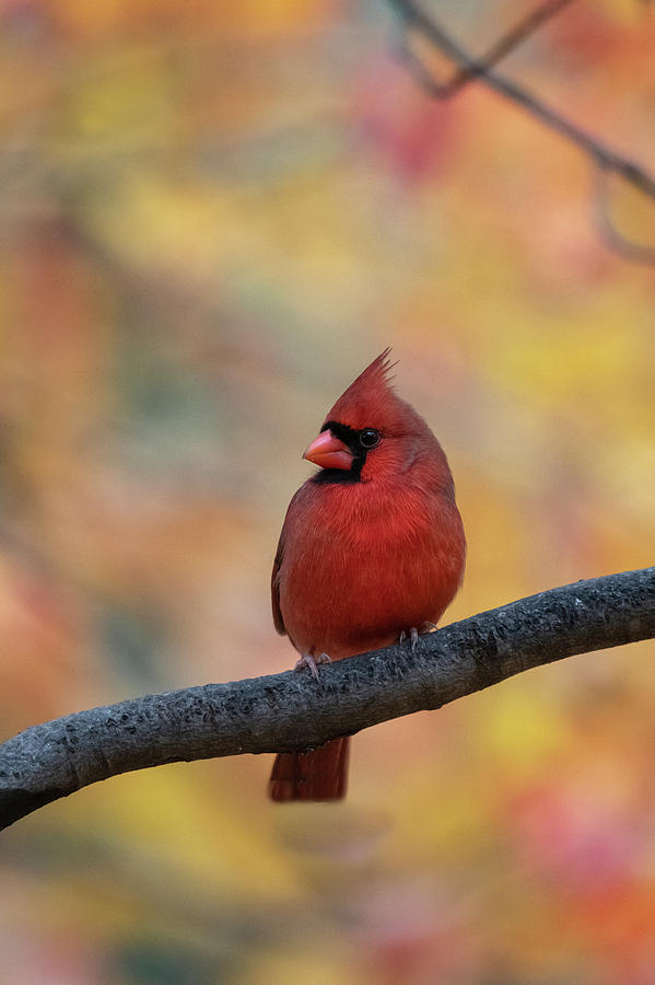 Red cardinal in front of fall foliage #2 Photograph by Dan Friend
