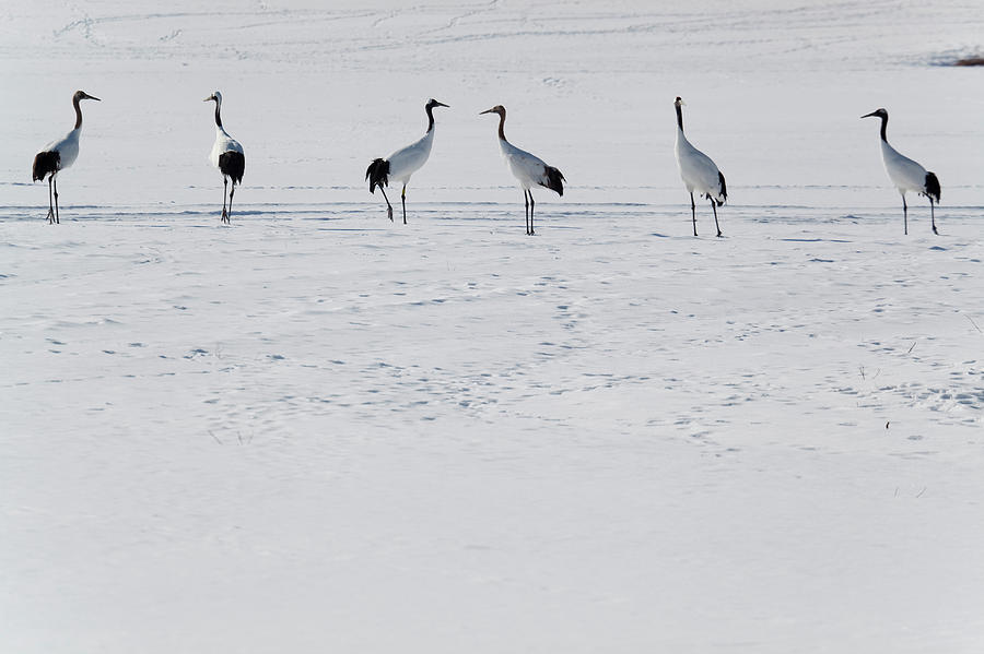 Red Crowned Cranes In Snow Hokkaido #2 Photograph by Peter Adams