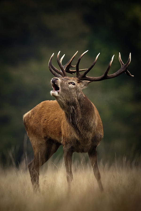 Red Deer #2 Photograph by Damiankuzdak