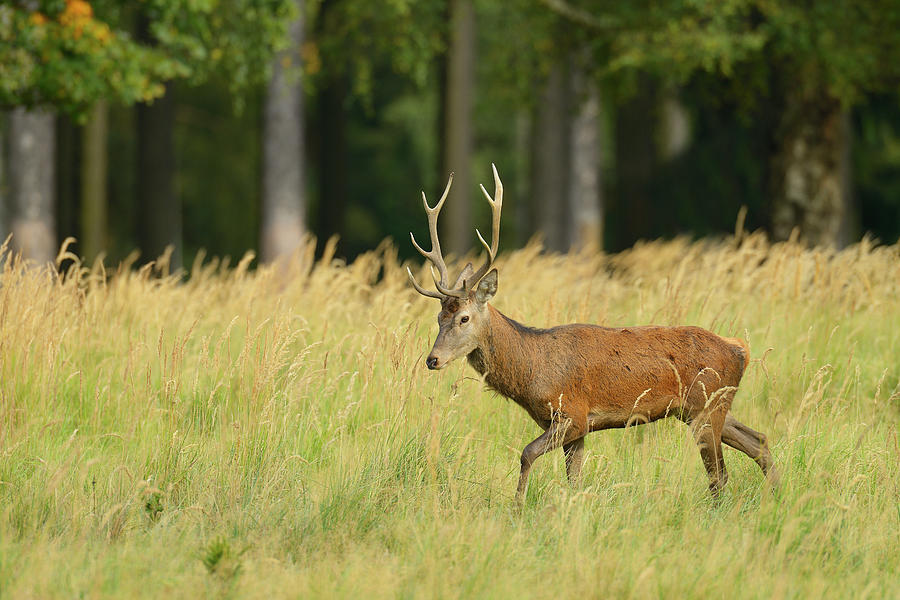 Red Deer, Saxony, Germany by Michael Breuer