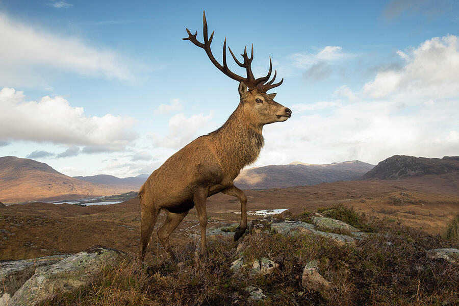 Red Deer Stag In Upland Landscape. Lochcarron, Highlands #2 Photograph by Scotland: The Big Picture / Naturepl.com Red Deer Stag In Upland Landscape. Lochcarron, Highlands #2 Photograph by Scotland: The Big Picture / Naturepl.com