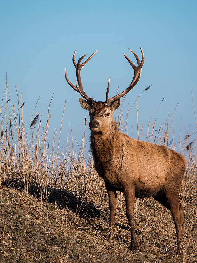 Red deer stag stares at the camera #2 Photograph by Tosca Weijers