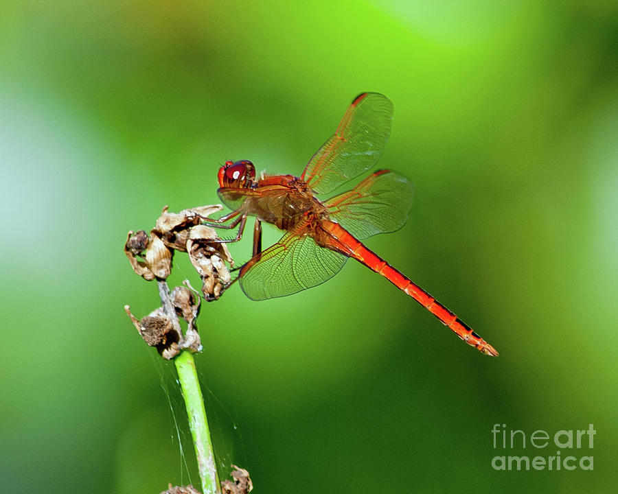 Red Photograph - Red Dragonfly #3 by Stephen Whalen