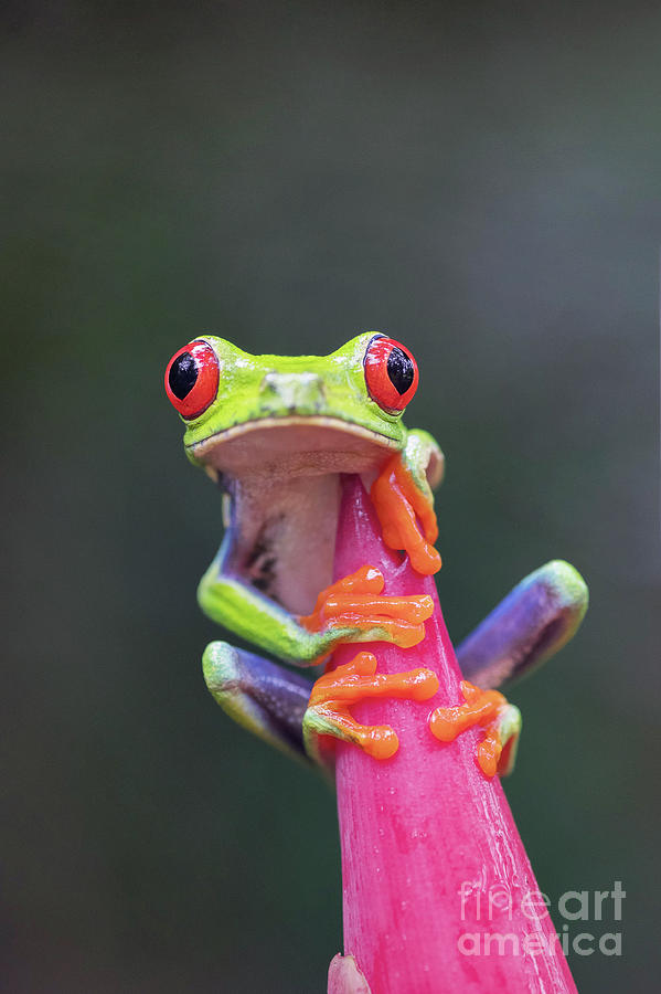 Nature Photograph - Red-eyed Tree Frog #2 by Dr P. Marazzi/science Photo Library