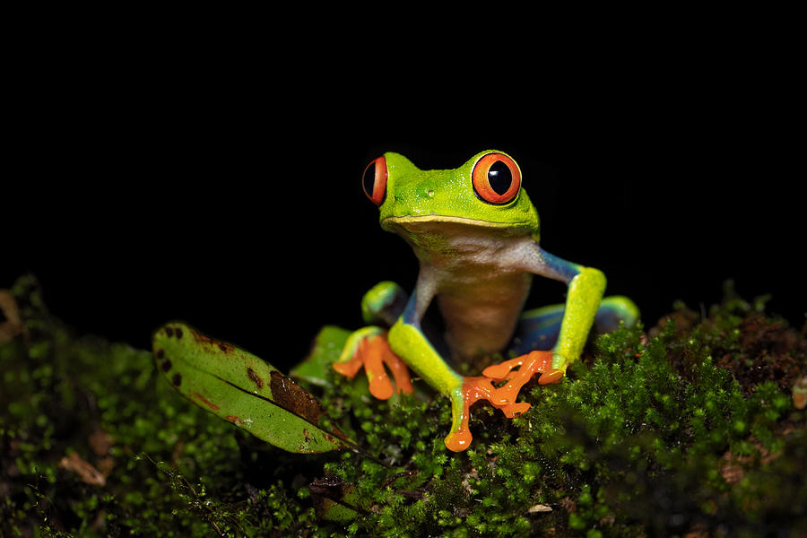 Frog Photograph - Red-eyed Tree Frog #2 by Milan Zygmunt