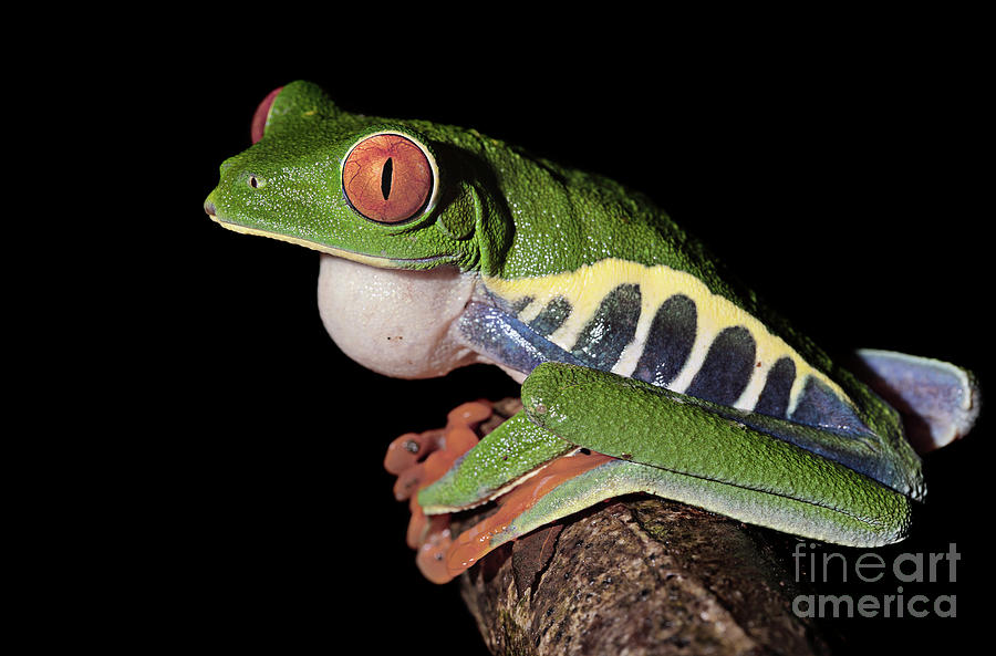 Red-eyed Tree Frog #2 Photograph by Nicolas Reusens/science Photo Library