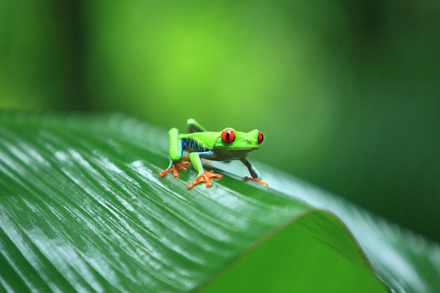 Red-eyed Tree Frog Digital Art by Paolo Giocoso - Fine Art America