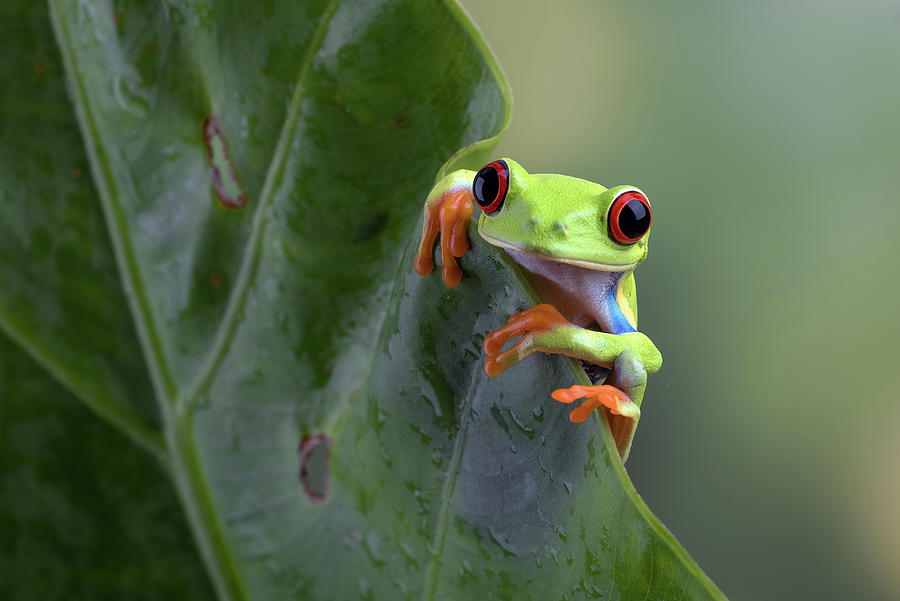 Red Eyed Tree Frogs On Leaf Photograph by Cavan Images - Fine Art America