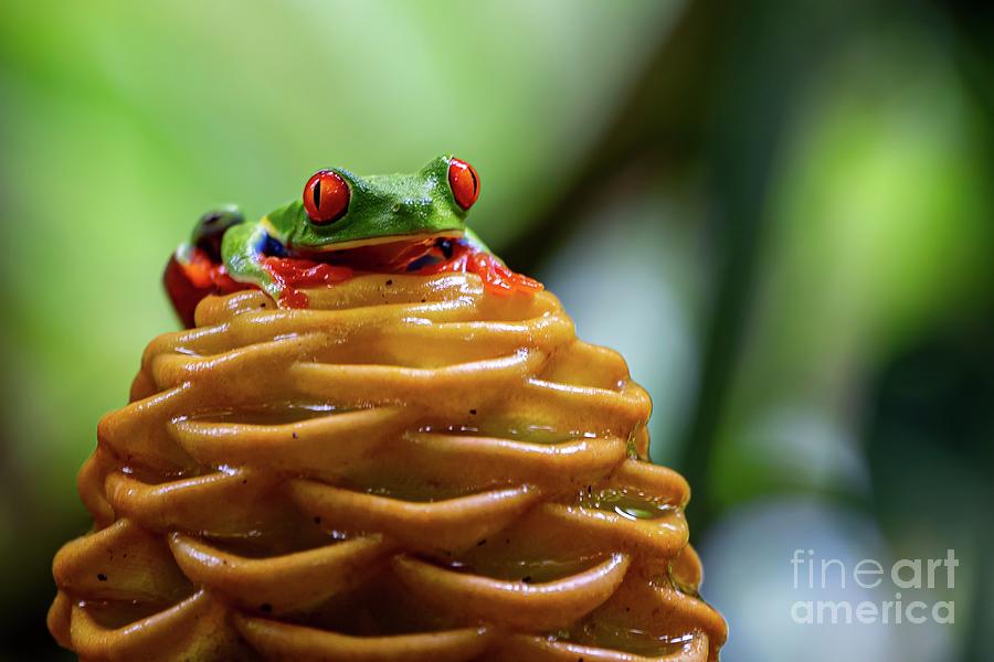 Red-eyed Treefrog #2 Photograph by Photostock-israel/science Photo Library