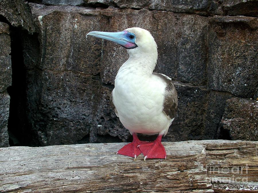 Red Footed Booby Photograph by Fabian Romero Davila - Fine Art America