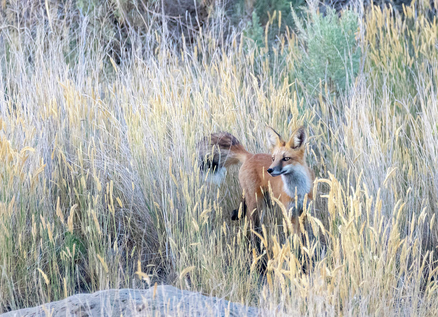 Red Fox 1 by Michael Chatt Red Fox 1 by Michael Chatt
