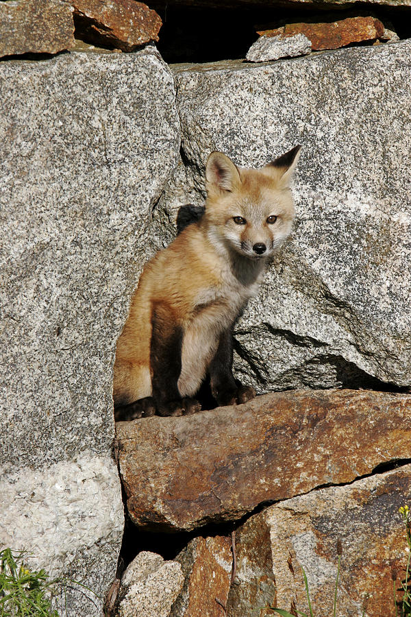 Red Fox Photograph by James Zipp | Fine Art America