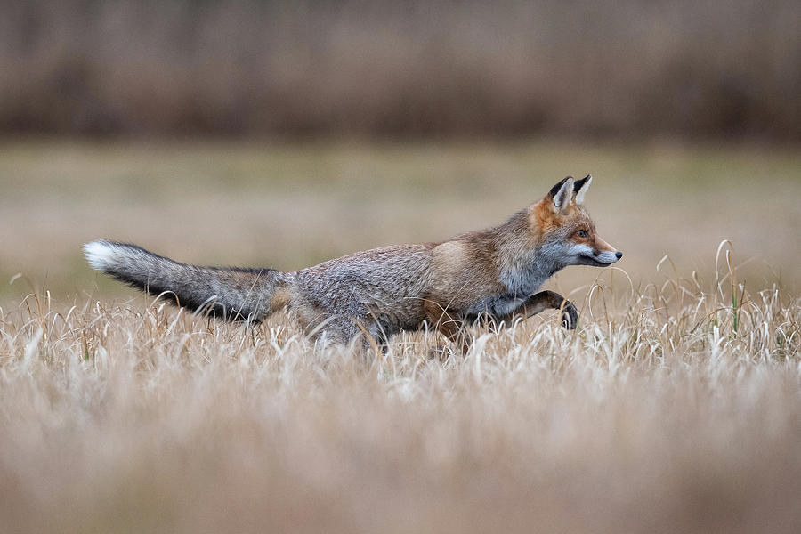 Red Fox, Vulpes Vulpes #2 Photograph by Petr Simon