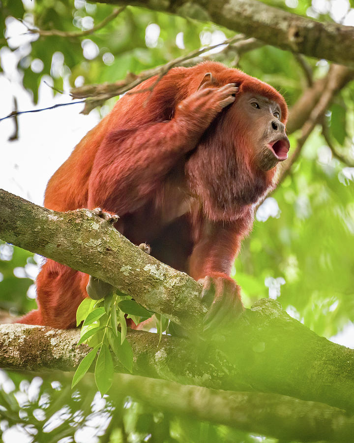 Red Howler Monkey La Palmita Casanare Colombia #2 Photograph by Adam Rainoff