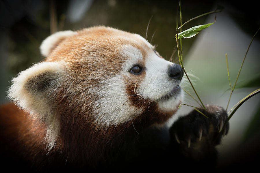 Red Panda #2 Photograph by Chris Boulton