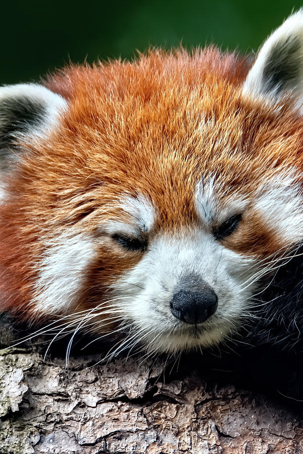 Red Panda #2 Photograph by Kuni Photography