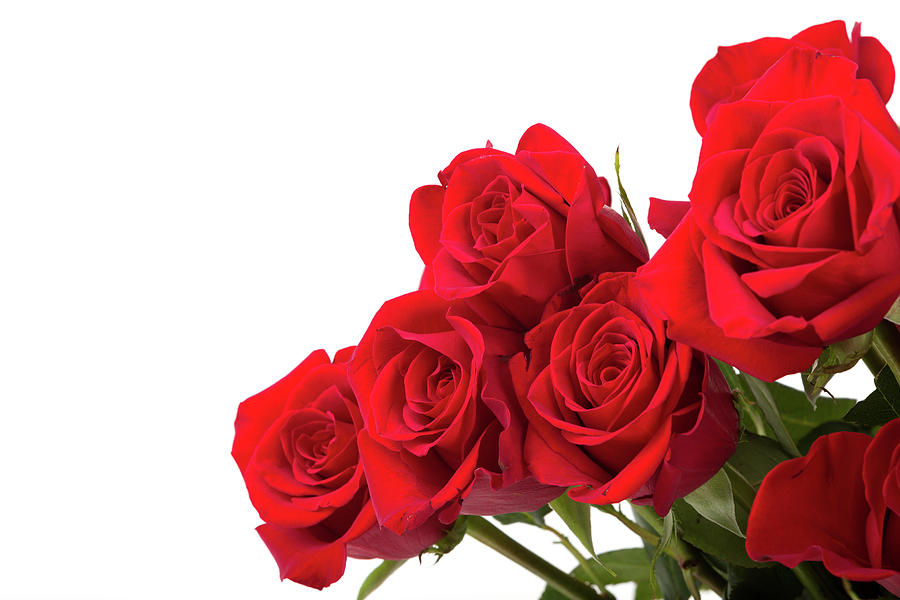 Red roses on white background Photograph by Artush Foto - Pixels