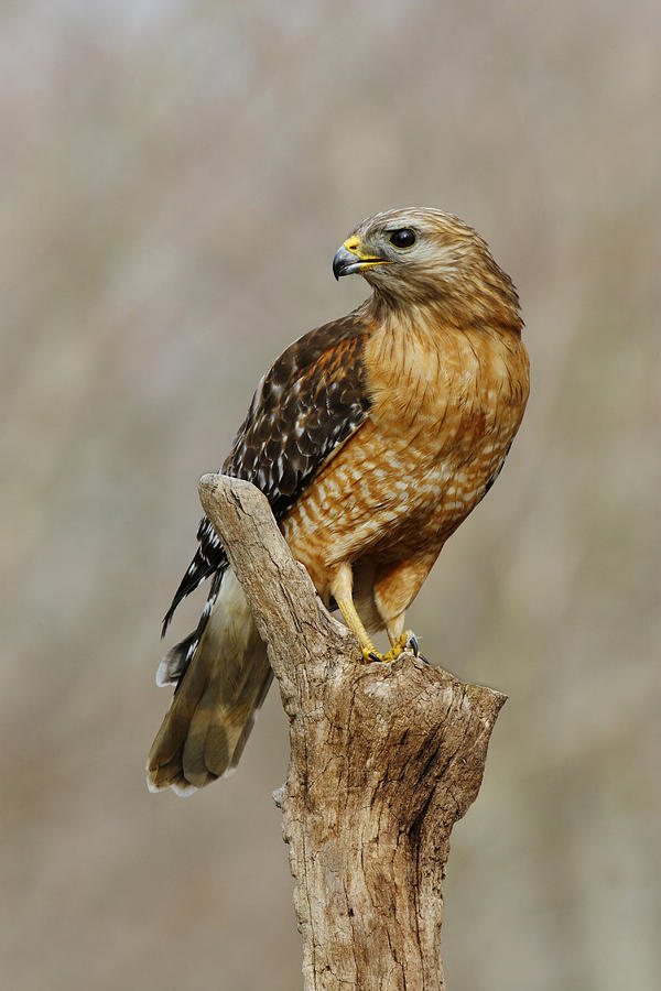 Red-shouldered Hawk #2 Photograph by James Zipp