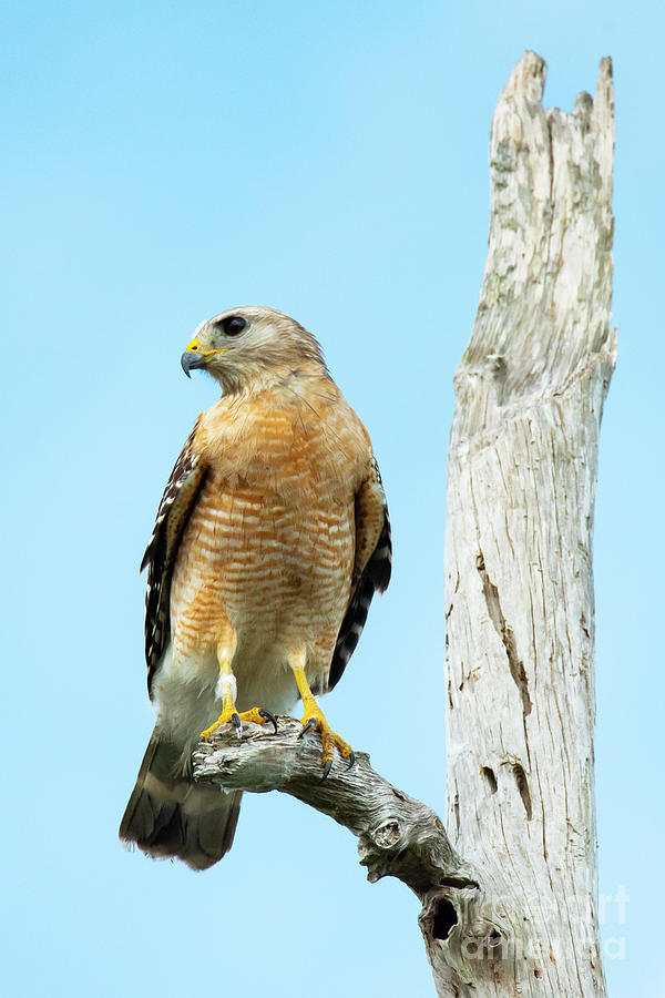 Red-Shouldered Hawk On Snag by Michael D Miller Red-Shouldered Hawk On Snag by Michael D Miller