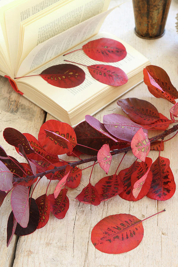 Red Smoketree Leaves Pressed In Old Book #2 Photograph by Regina Hippel