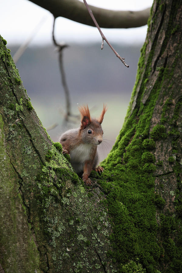 Red Squirrel On Tree Trunk #2 Photograph by Sonja Zelano
