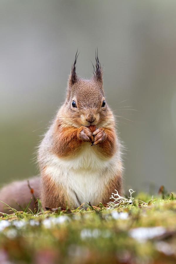 Red Squirrel (sciurus Vulgaris) Feeding Photograph by Sarah Darnell ...