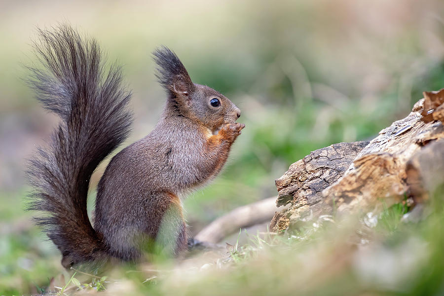 Red Squirrel - Sciurus vulgaris #2 Photograph by Jivko Nakev