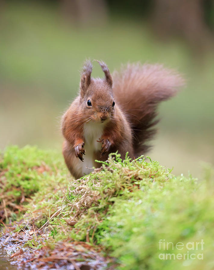 Red squirrel Sciurus vulgaris #2 Photograph by Louise Heusinkveld