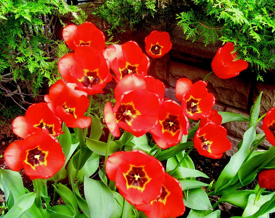 Red Tulips by Stephanie Moore Red Tulips by Stephanie Moore