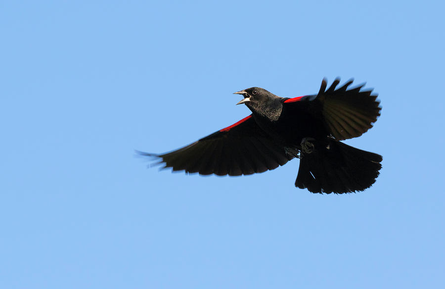 Red-winged Blackbird Flying And Singing #2 Photograph by Ivan Kuzmin