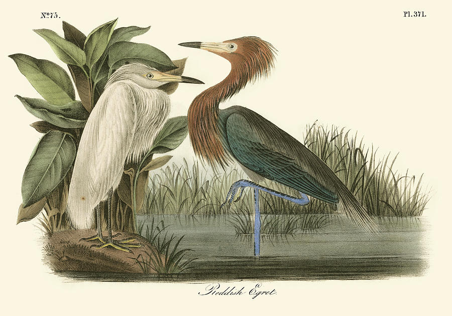 Bird Painting - Reddish Egret #2 by John James Audubon