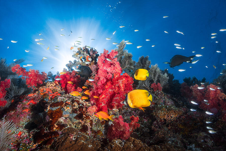 Underwater Photograph - Reef Life by Barathieu Gabriel